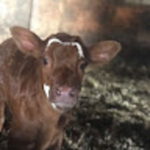 Meet your Posher, Lila